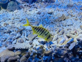 海底世界美景视频大全真实照片(海底世界美景视频大全真实照片高清)