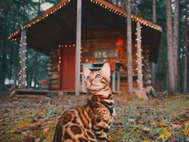 旅行猫咪拍照技巧图片视频(旅行猫咪拍照技巧图片视频教程)
