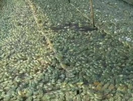 养牛蛙的利润与成本(养牛蛙的利润与成本,从幼蛙到成品需要多长时间)