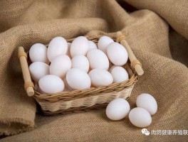 鸽子的营养(鸽子的营养是鸡的几倍)