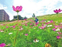 格桑花旅游记录(游格桑花花海的优美句子)