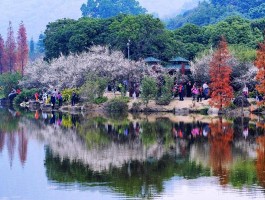 广州旅游(广州旅游团三日游)