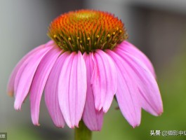 手机摄影技巧入门篇(手机摄影技巧入门篇百度云)
