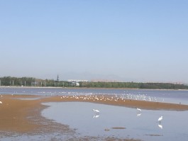 鸽子窝公园(鸽子窝公园灯光秀几点)