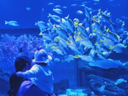 成都海昌极地海洋世界(青白江到成都海昌极地海洋世界)