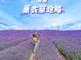 解忧公主薰衣草庄园(解忧公主薰衣草精油价格)