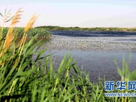 青土湖(民勤青土湖)