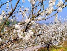 玉峰山樱桃基地(玉峰山樱桃基地开放时间?)