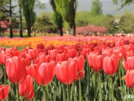 北京郁金香花海在哪个地方(北京郁金香花海在哪个地方啊)