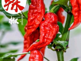 第一个被辣死的人(中国辣王第一名是谁)