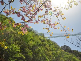 河南清明去哪里旅游比较好(河南清明去哪里旅游比较好一点)