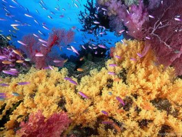海底森林(海底森林阅读理解答案)