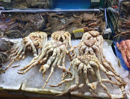 章鱼旅游资讯(章鱼公园)
