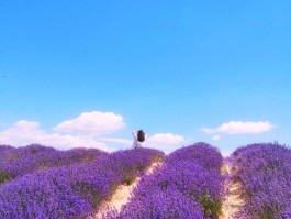 花海摄影技巧(花海摄影技巧与方法)