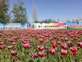 五家渠景点(五家渠旅游好去处)