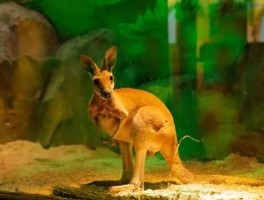 关于为什么动物园的英文是zoo而非animalpark？的信息