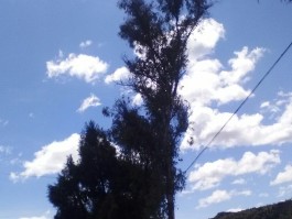 梓潼宫(梓橦宫药业)