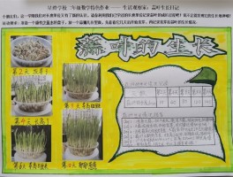日记叶子的旅行(叶子的旅行记作文)