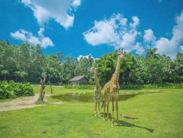 广东春天去哪里旅游(广东春天去哪里旅游合适)