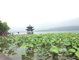 杭州旅游团(杭州旅游团报名二日游价格)