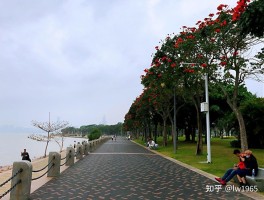 深圳红树林海滨公园(深圳红树林海滨公园地铁几号线)