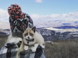 旅行猫拍照技巧图片(旅行猫露营)
