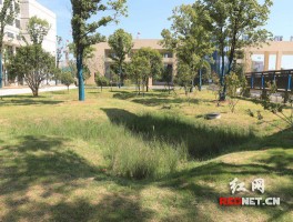 生态植草沟(生态植草沟做法)