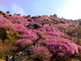 五一旅游猴山日记(五一旅游猴山日记怎么写)