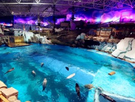 成都海昌极地海洋公园门票(成都海昌极地海洋公园门票价格)
