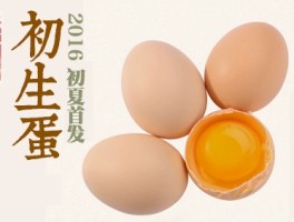 “笨鸡蛋”这个词的来源是啥？的简单介绍