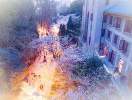 武汉樱花(武汉樱花季)