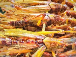 烧烤蝗虫是什么品种的(烧烤蝗虫是什么品种的动物)