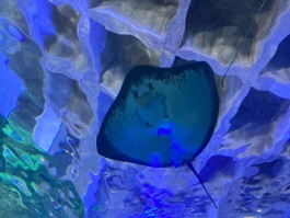 秦皇岛新澳海底世界(秦皇岛新澳海底世界怎么样)