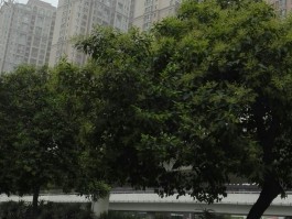 洛阳市西工区(洛阳市西工区第二实验小学)