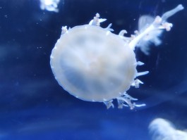 杭州海底世界团购(杭州海底世界现在开门吗)