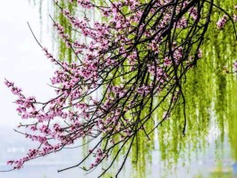 春天是一个什么样的季节(春天是一个什么样的季节?)