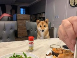 一个人吃饭旅行柴犬(一个人吃饭,一个人旅行)