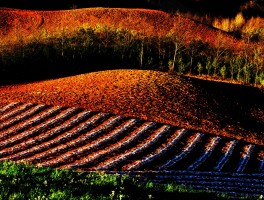 东川红土地旅游(东川红土地旅游最佳时间)