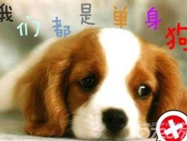 一个人的旅行献给光棍节(一个人的旅行一个人的心情歌词)