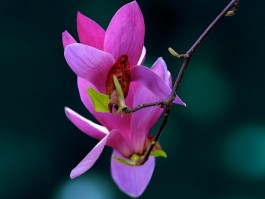 各种花卉拍照技巧图解说明(各种花卉拍照技巧图解说明图片)