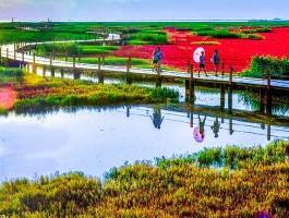 红海滩门票(红海滩门票免费到什么时候)