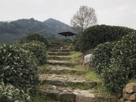 龙井村一日旅游攻略(龙井村和梅家坞哪个好)