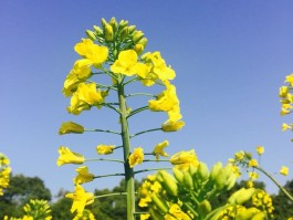武汉7月份天气(武汉7月份天气记录)