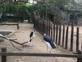 上海西郊动物园(上海动物园游玩攻略)