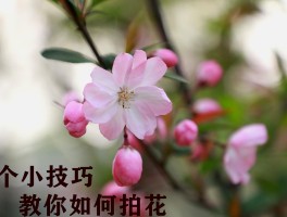 怎么快速学会各种拍照技巧(怎么快速学会各种拍照技巧视频)