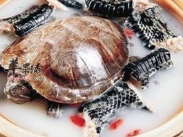 蛇汤的做法(鸡肉炖蛇汤的做法)