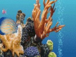 海底世界美景动态壁纸(海底世界动态壁纸marin下载)