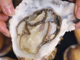 烧烤店的生蚝是什么品种(烧烤店的生蚝是什么品种图片)