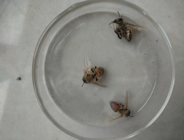 转场后遗留的蜜蜂会怎样处理的简单介绍