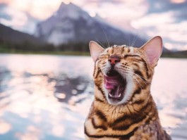 旅行猫咪拍照技巧图片高清(旅行猫咪拍照技巧图片高清视频)